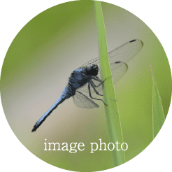 image photo