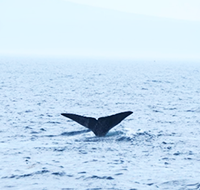 クジラ